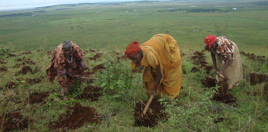 Planting Trees was recommended as biggest way to slow down climate change