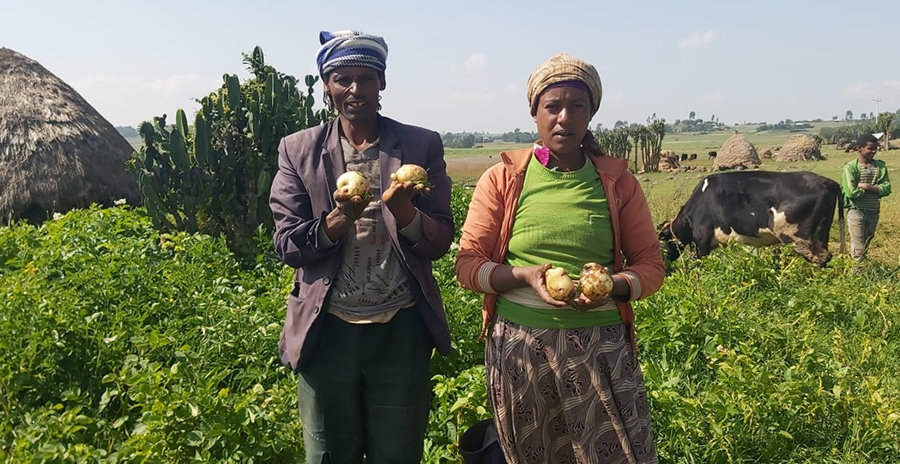 Farmers showing a sample of the harvest from the improved potato variety that was distributed to them by the project