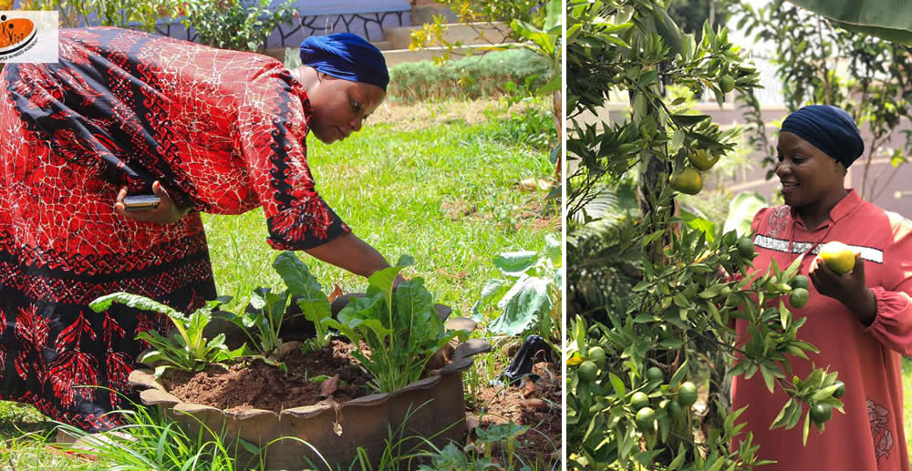 Harvesting vegetables and citrous fruits at the demonstration farm