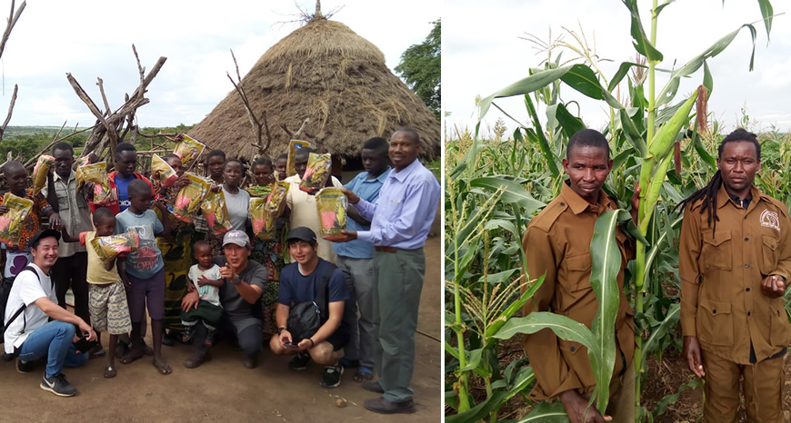 Left: A section of a maize field destroyed by Elephants from  Serengeti National Park Right: Demarcation road and Electrical wire fence supported by Grumeti Fund