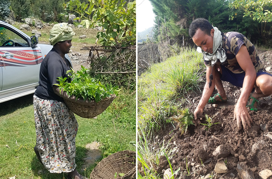 Left: A beneficiary receives Rhamnus prinoides seedlings to restore degraded lands. Right: A community member plants Grevillea robusta - multi-purpose tree species promoted by SUNARMA to strengthen ecosystem resilience and support sustainable agroforestry in Metema.