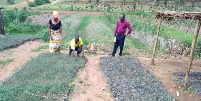 Dufatanye Cooperative members in Gisagara District working at their tree nurseries to expand agroforestry and promote climate-smart farming practices. Dufatanye Cooperative members in Gisagara District working at their tree nurseries to expand agroforestry and promote climate-smart farming practices.