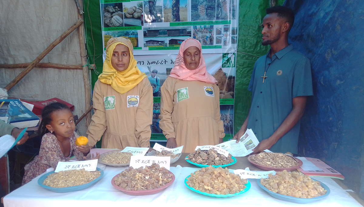 Members of a Participatory Forest Management Cooperative (PFMC) showcase graded frankincense at a trade fair in Metema, Amhara Region.