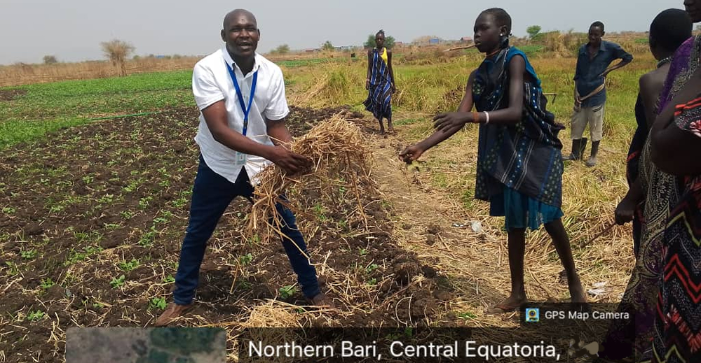 Innocent helps a community in Northern Bari understand water conservation practices by using dry grass as mulch to retain soil moisture and improve crop productivity.