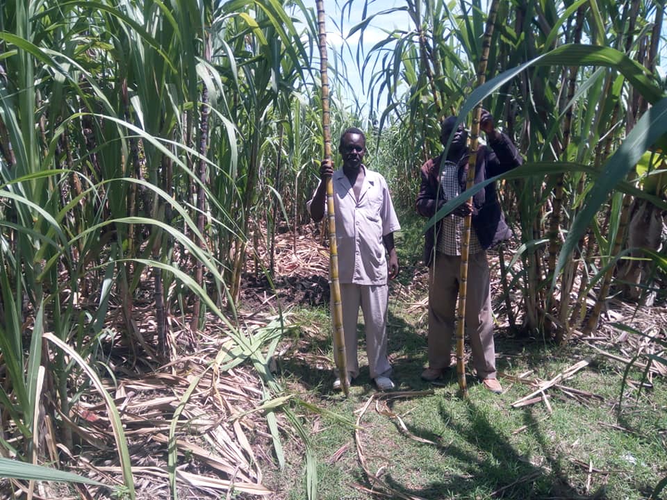 Michael Otieno Nyaguti left with a visitor to their farm